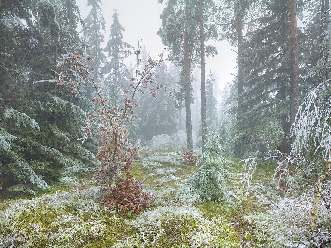 vereister Wald im Wechselgebiet, Niederösterreich, Österreich