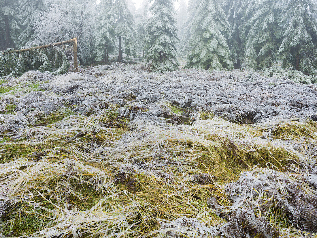 iced forest in the Wechselgebiet, Lower Austria, Austria