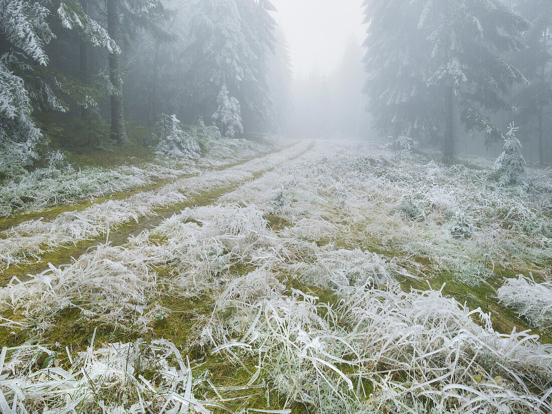 iced forest in the Wechselgebiet, Lower Austria, Austria