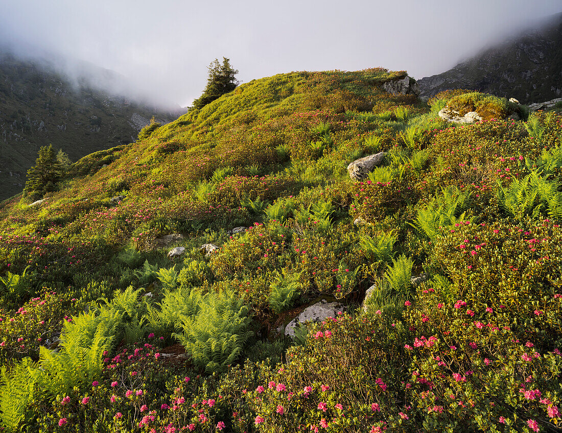 blühender Almenrausch, Niedere Tauern, Schober, Steiermark, Österreich