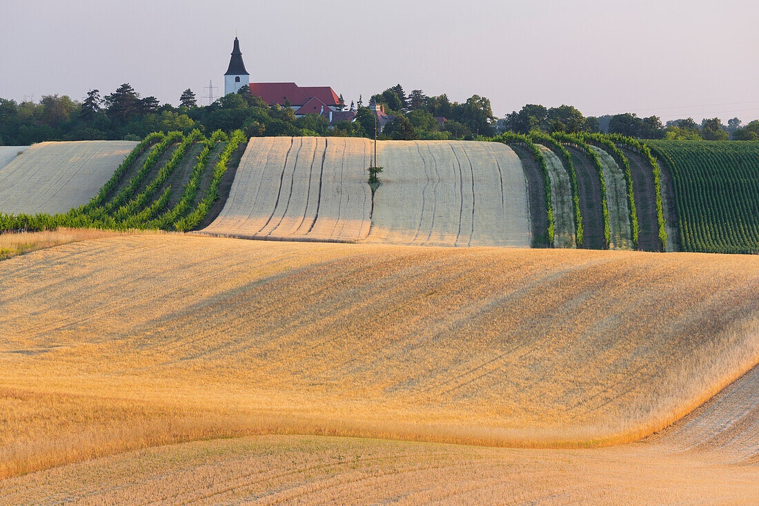 Felder bei Angern an der March, Marchfeld, Niederösterreich, Österreich