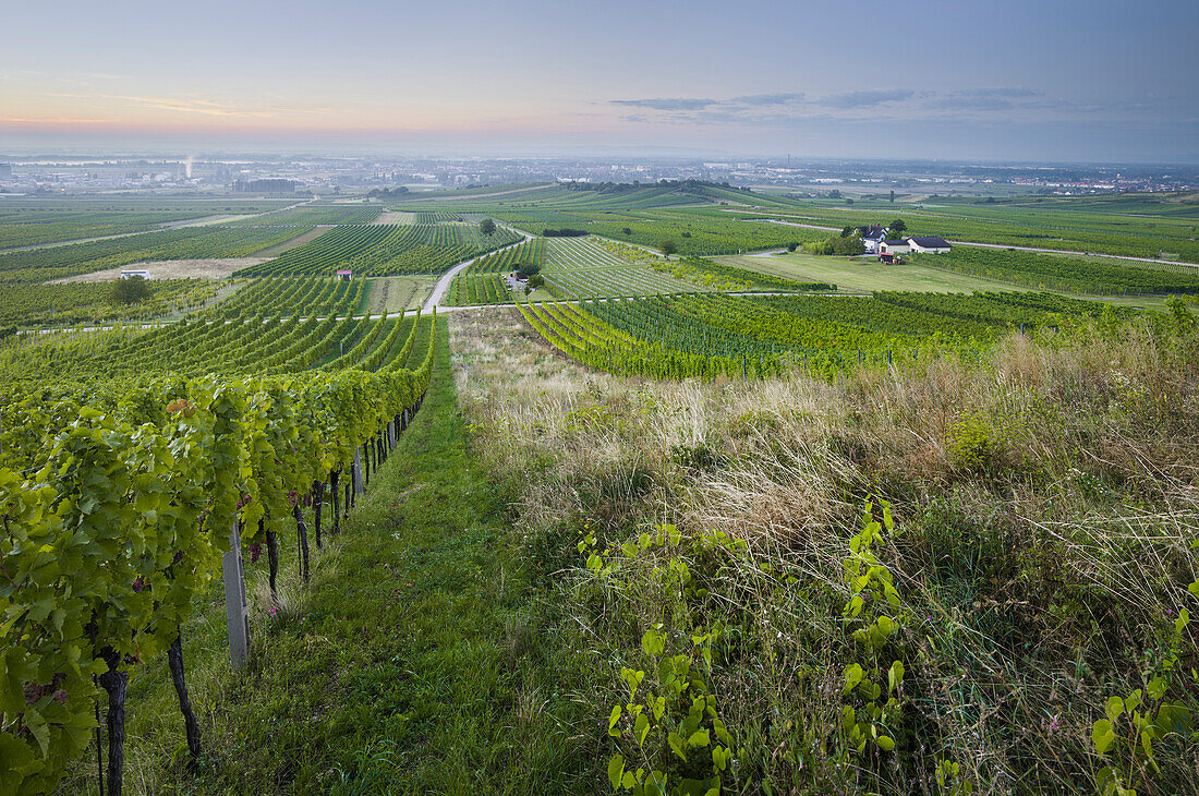 Vineyards between Baden near Vienna and Gumpoldskirchen, Vienna basin, Lower Austria, Austria