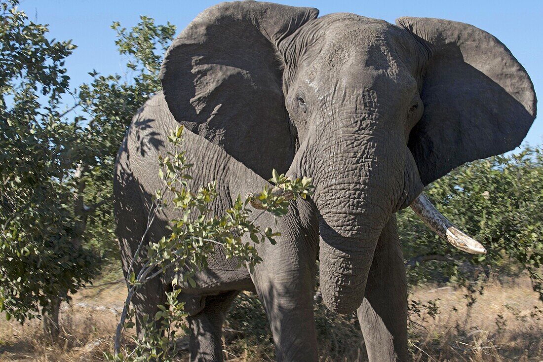 A copy of adult elephant walks near Savute Elephant Camp by Orient Express in Botswna in Chobe Natio
