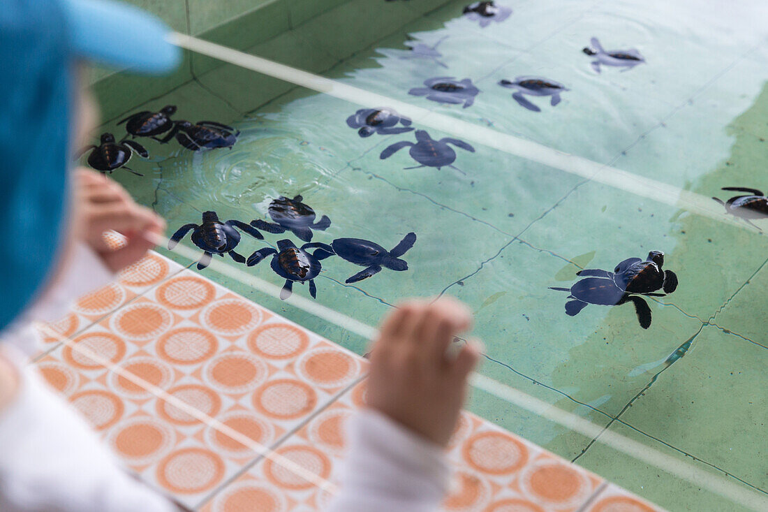 Boy standing at a water basin with young turtles in a breeding station, Gili Meno, Lombok, Indonesia