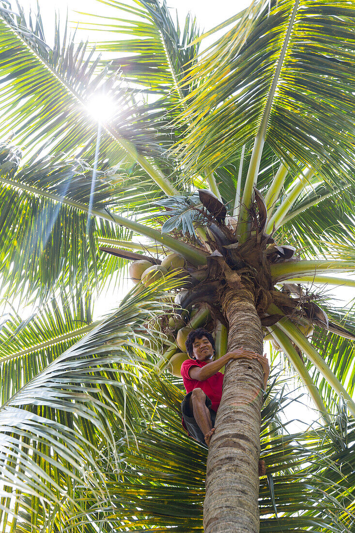 Mann erntet Kokosnuss, Gili Air, Lombok, Indonesien