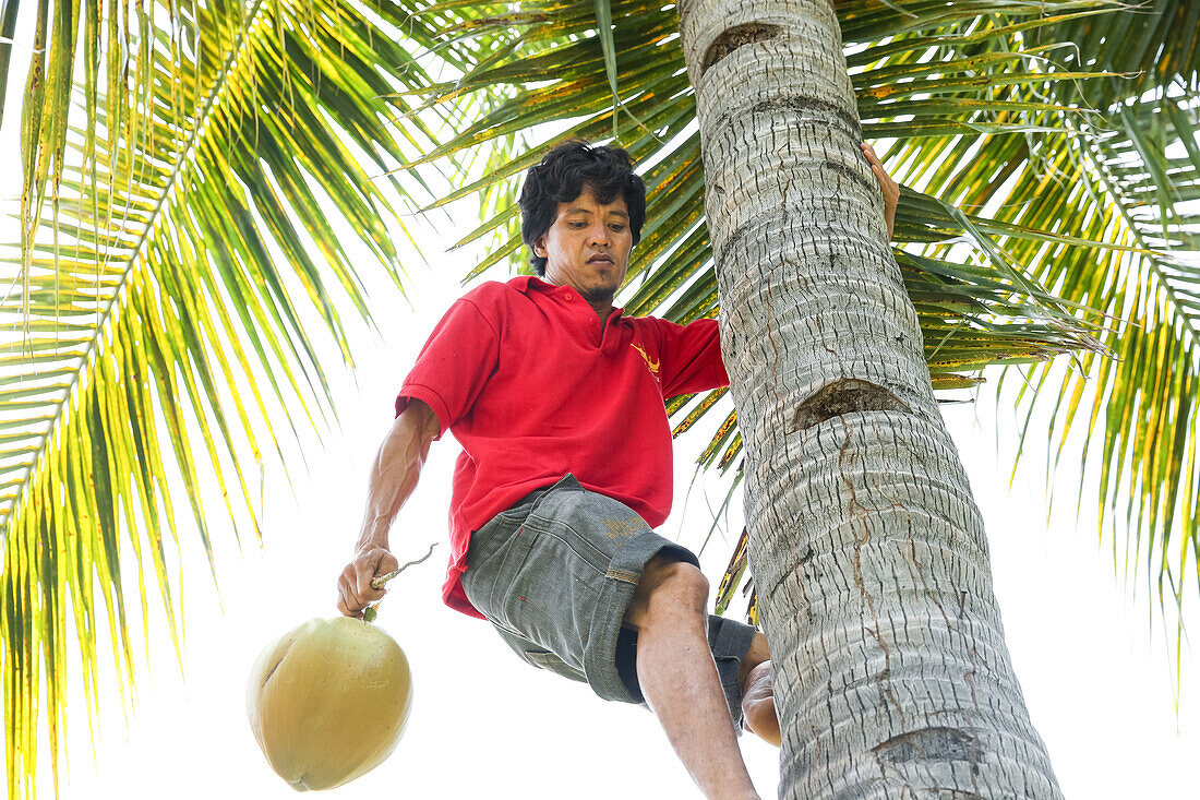 Man picking coconut, Gili Air, Lombok, Indonesia