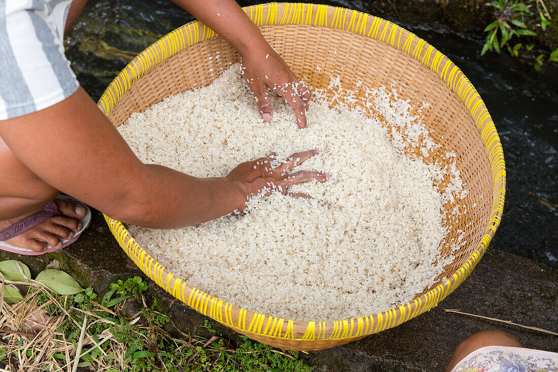 Indonesian woman washing rice, Tetebatu, Lombok, Indonesia