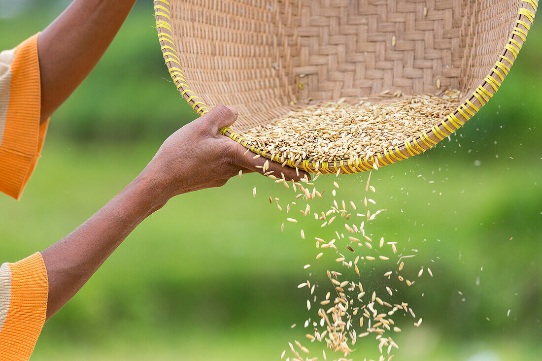 Reis wird von der Spreu getrennt, Tetebatu, Lombok, Indonesien