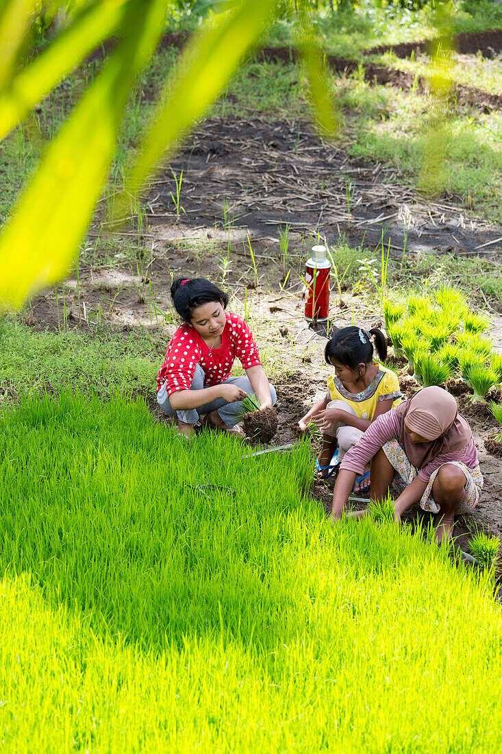 Frauen in einem Reisfeld, Tetebatu, Lombok, Indonesien