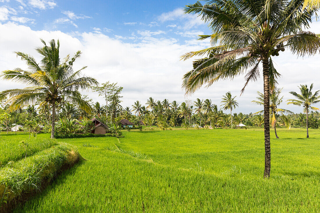 Reisfelder und Kokospalmen, Tetebatu, Lombok, Indonesien