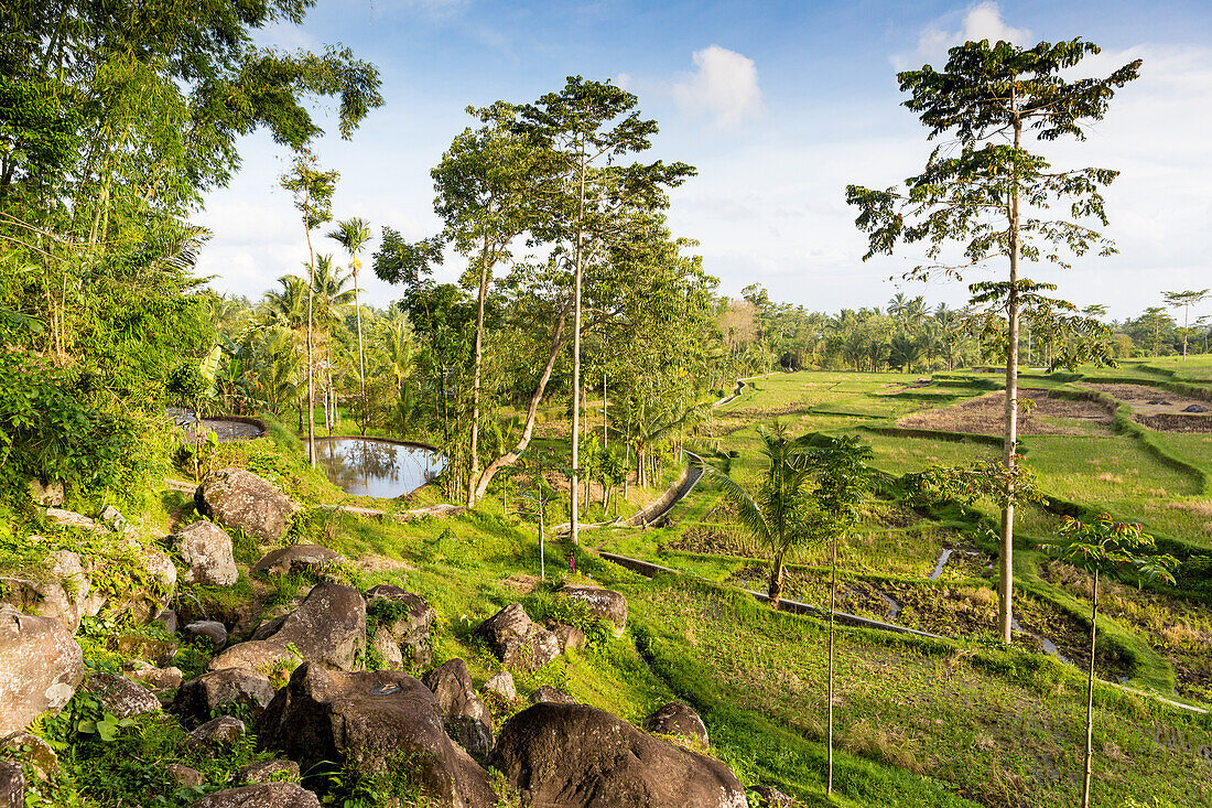 Reisfelder mit Bewässerungssystem, Tetebatu, Lombok, Indonesien