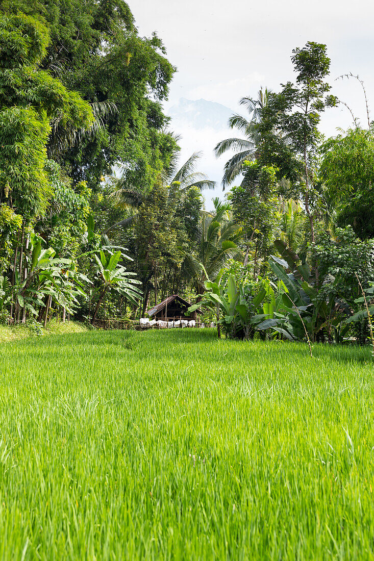 Paddy field, Tetebatu, Lombok, Indonesia