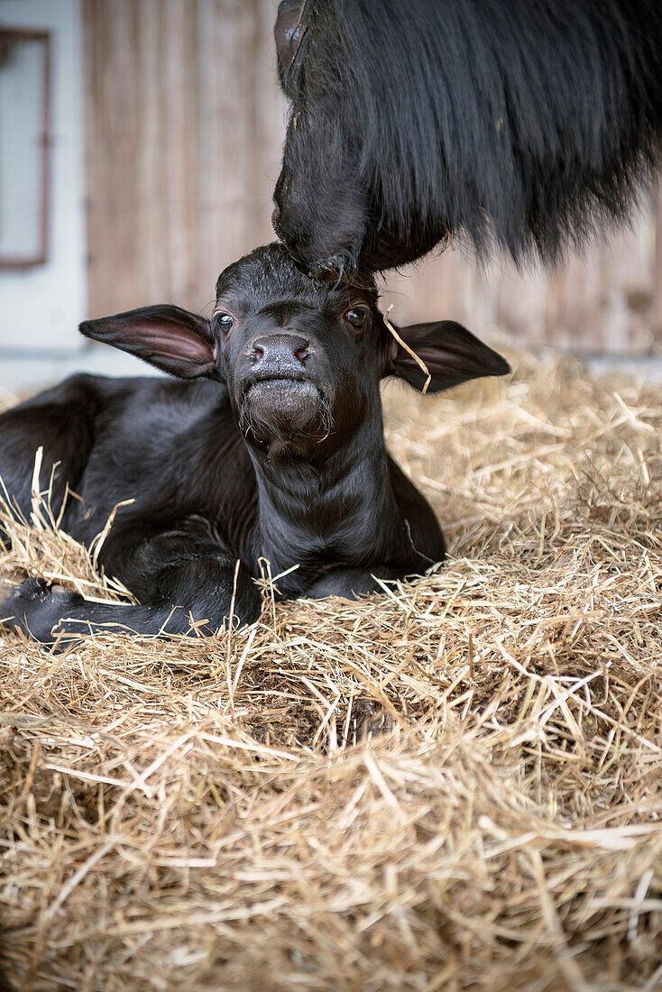 Alb buffalo calf, Hohenstein, Reutlingen, Swabian Alb, Baden-Wuerttemberg, Germany