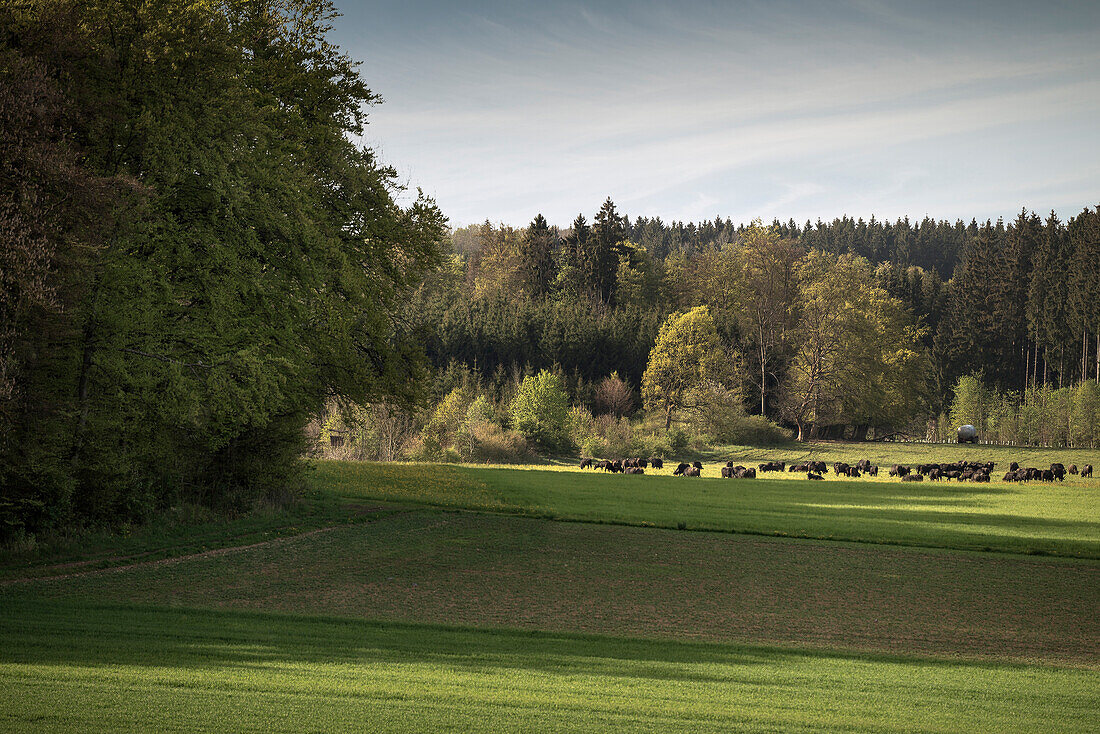 Alb Büffel grasen auf Weide, Hohenstein, Landkreis Reutlingen, Schwäbische Alb, Baden-Württemberg, Deutschland