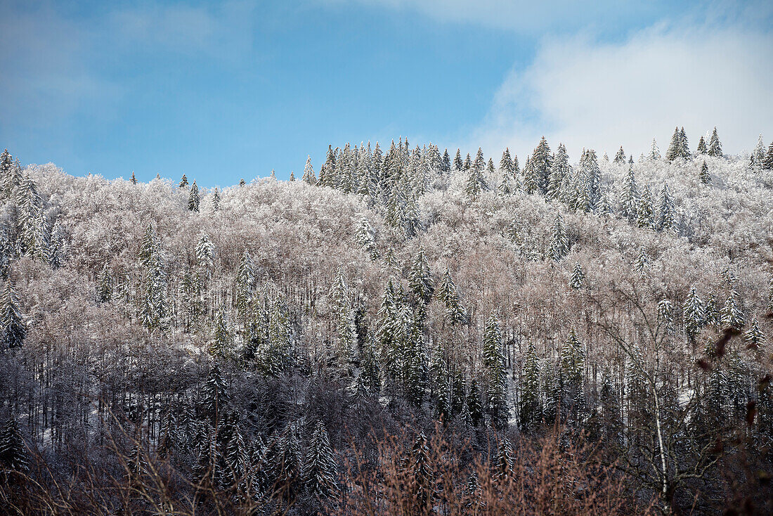 Winter mood (white frost) near Bernau in the Black Forest, Waldshut, Baden-Wuerttemberg, Germany