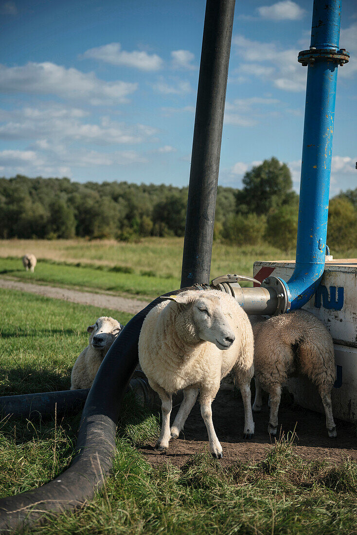 Sheep scratching themselves op the pipelines of a construction site, Wedel near Hamburg, Elbe River, Germany
