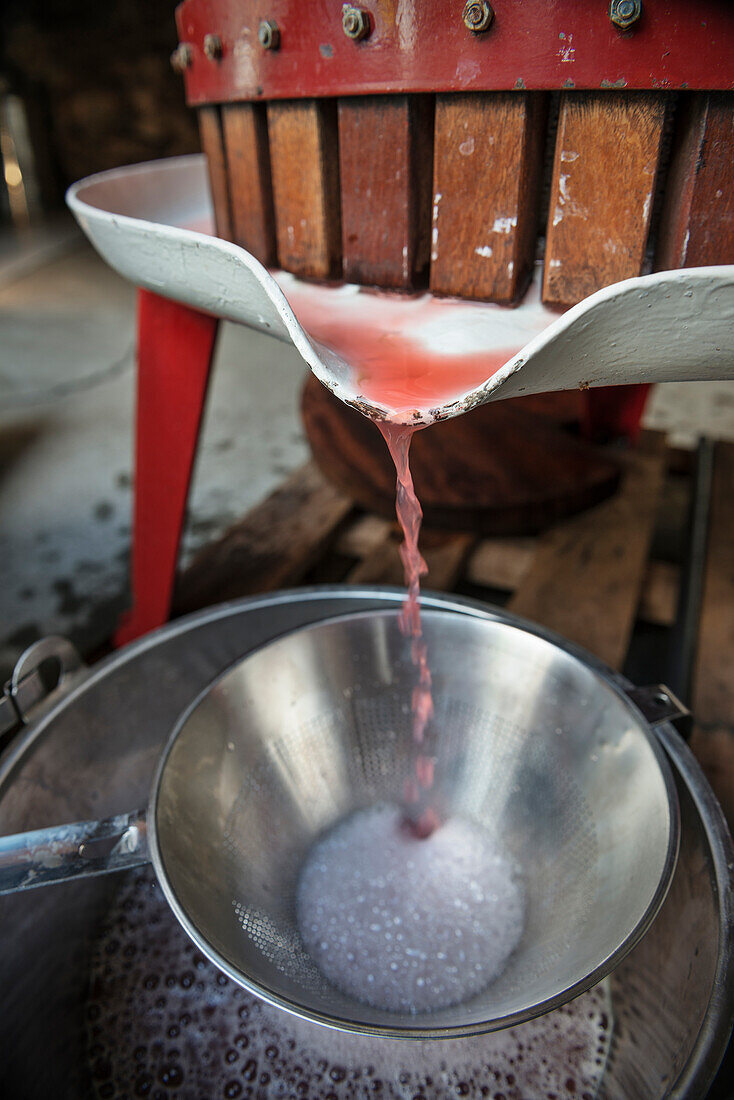 Rhubarb being squeezed by a historical press, fine spirits from Boetzingen, Black Forest, Baden-Wuerttemberg, Germany