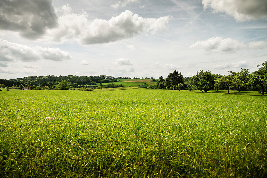 Landscape around Ueberlingen, Lake Constance, Baden-Wuerttemberg, Germany