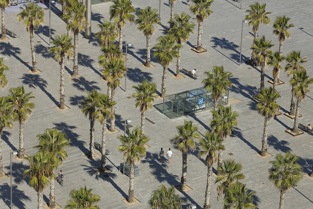 bird eye view of Placa del Mar with palm trees, Barceloneta quarter, Barcelona, Catalunya, Catalonia, Spain, Europe