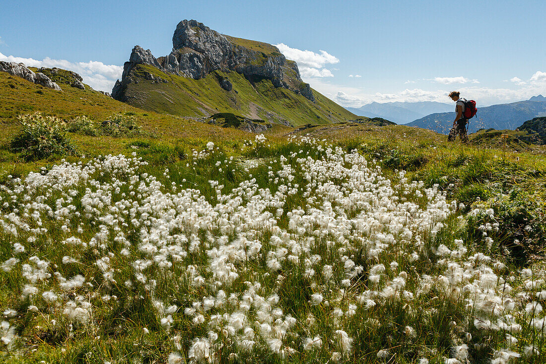 Woman hiking near Grubalackenspitze, Rofan mountains, cottongrass, Lat. Eriophorum, near Maurach, Schwaz, Tyrol, Austria, Europe