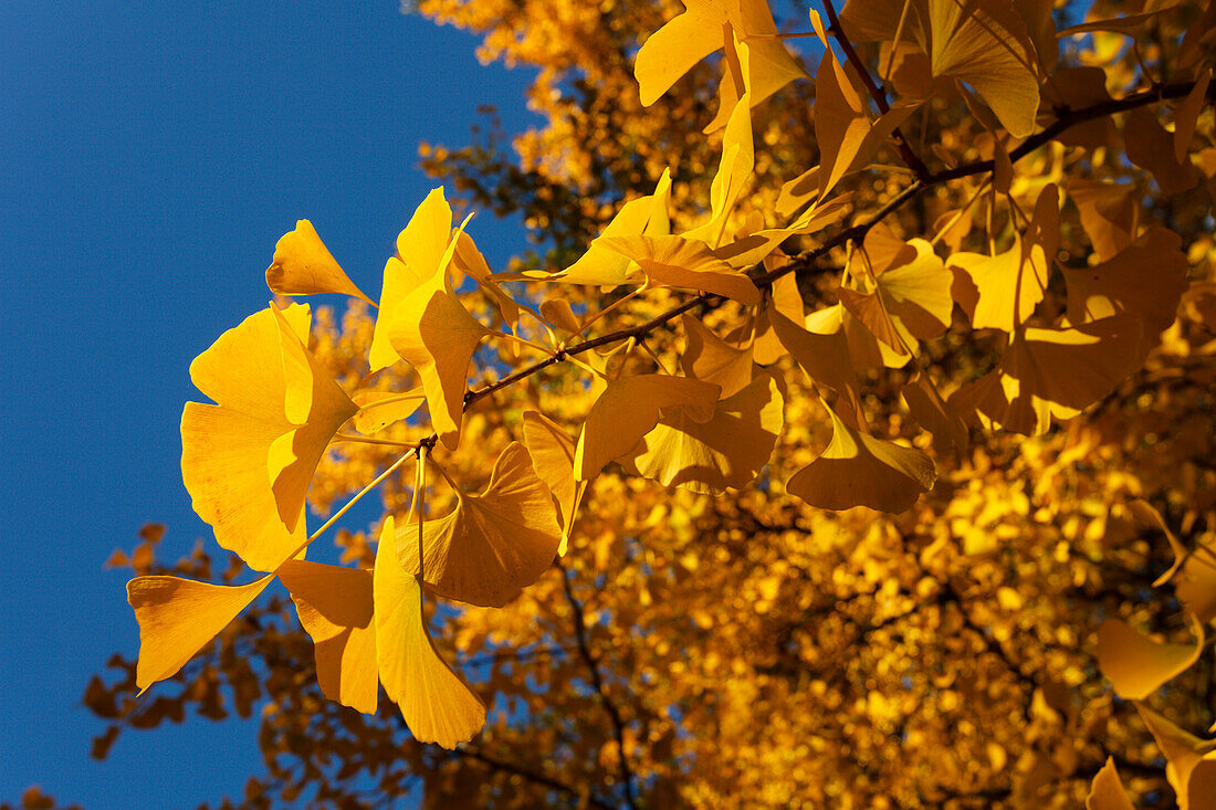 Blätter eines Ginkgo-Baumes im Herbst, Ginko, lat. Ginkgo biloba, goldener Oktober, Pullach im Isartal, Münchner Süden, bei München, Oberbayern, Bayern, Deutschland