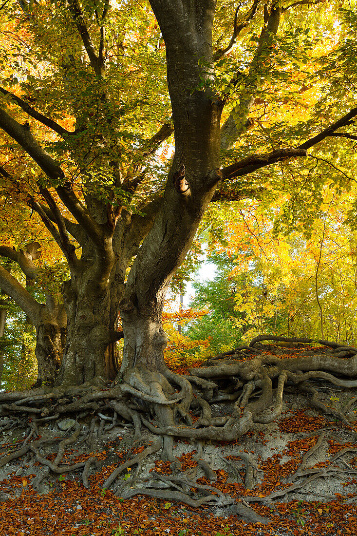 Buchen mit Wurzeln bei Andechs, Herbst, Fünfseenland, Landkreis Starnberg, Bayerisches Voralpenland, Oberbayern, Bayern, Deutschland, Europa