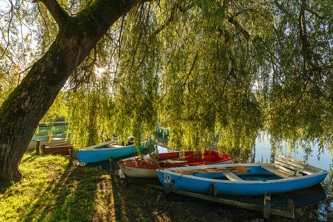 rowing boats on the banks beneath a willow tree, Seehausen am Staffelsee, near Murnau, Blue Land, district Garmisch-Partenkirchen, Bavarian alpine foreland, Upper Bavaria, Bavaria, Germany, Europe