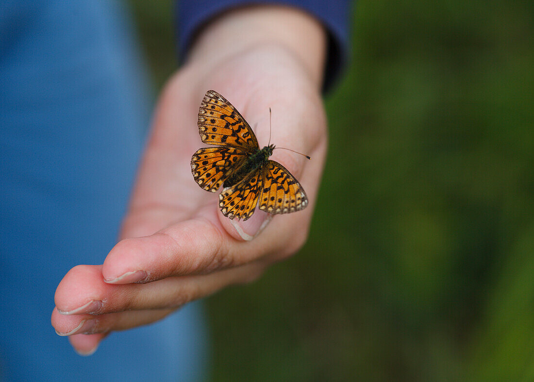 Childs hand with butterfly, moorland at lake Staffelsee, Nature Reserve on the west of lake Staffelsee, near Murnau, Blue Land, district Garmisch-Partenkirchen, Bavarian alpine foreland, Upper Bavaria, Bavaria, Germany, Europe