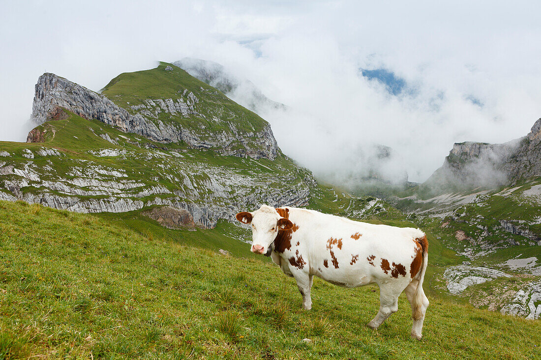 Cow on an alpine pasture, Sagzahn and vorderes Sonnwendjoch, Rofan mountains, district Schwaz, Tyrol, Austria, Europe