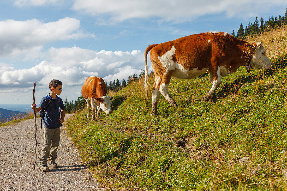 Junge auf Wanderweg, Kühe, Alm, Wallberg, Tegernseer Berge, Mangfallgebirge, Bayerische Alpen, Oberbayern, Bayern, Deutschland, Europa