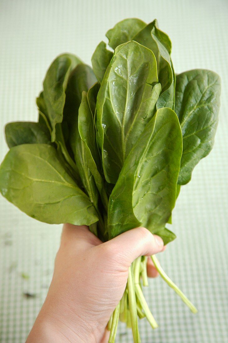Hand Holding a Bunch of Fresh Spinach