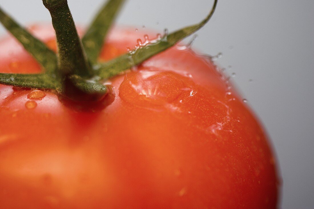 Eine frisch gewaschene Tomate mit Stiel (Nahaufnahme)