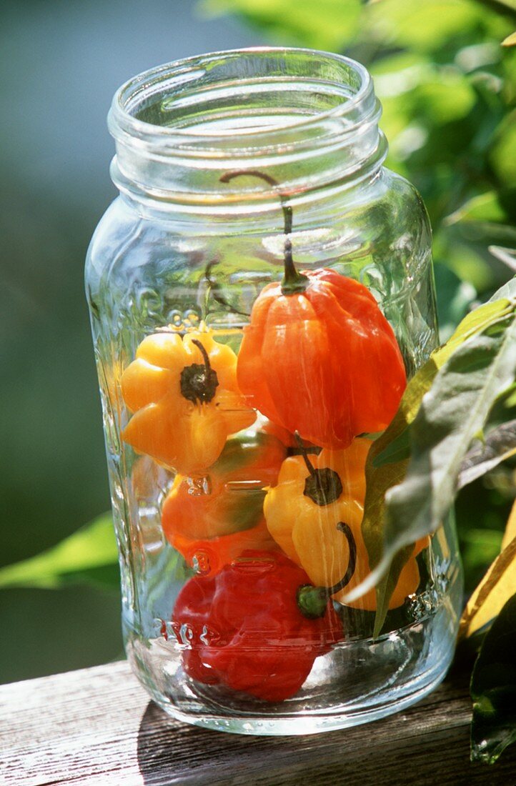 Bunte Habanero Chilischoten im Vorratsglas