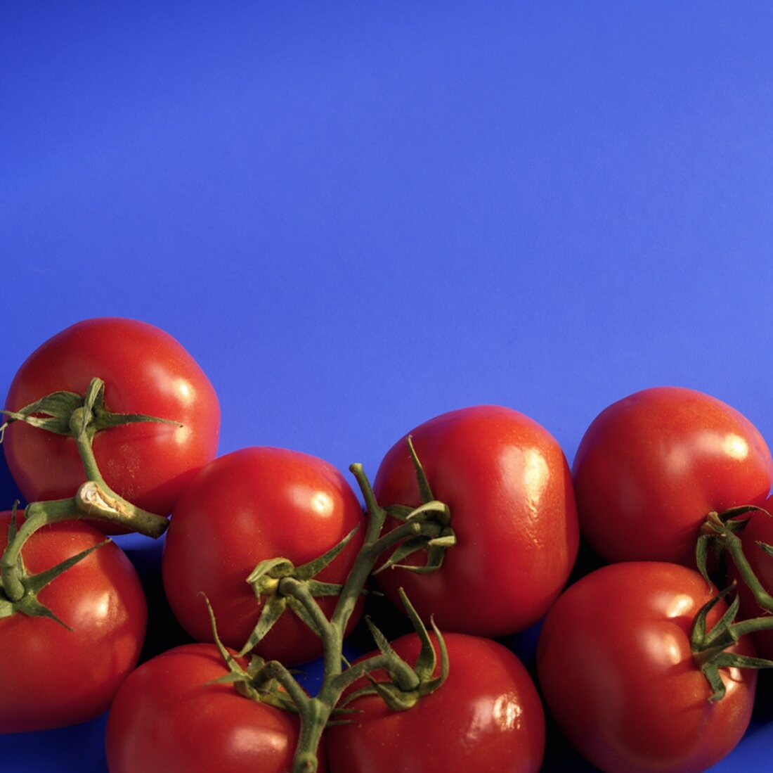 Tomaten auf blauem Untergrund