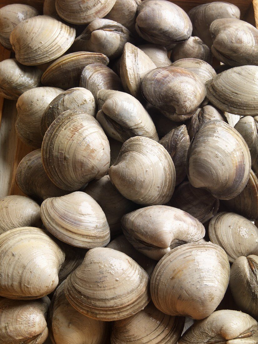 Fresh Middle Neck Clams