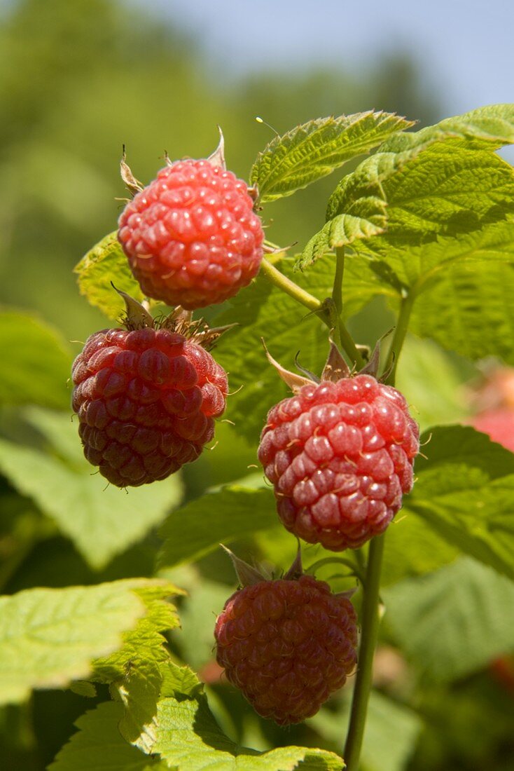 Rote Himbeeren an der Pflanze