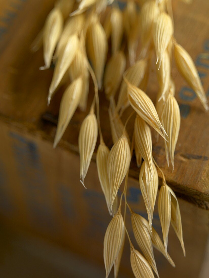 Oats on Wood