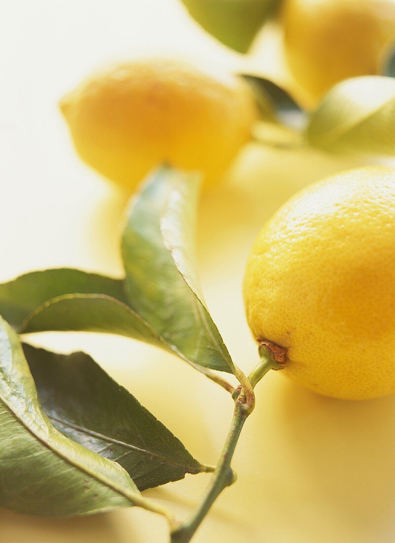 Fresh Lemons with Stems and Leaves, Close Up