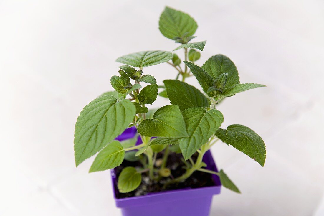 Honeydew Melon Sage Growing in a Pot