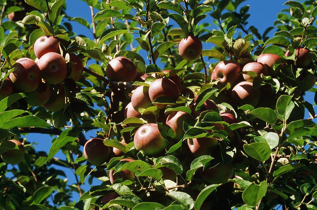 Cluster of Apples in a Tree