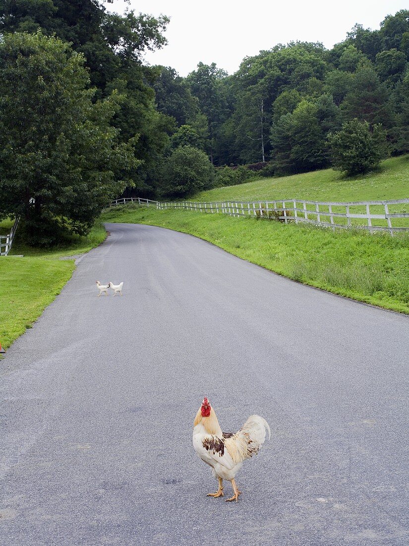 Ein Hahn und zwei Hühner auf einer Landstraße