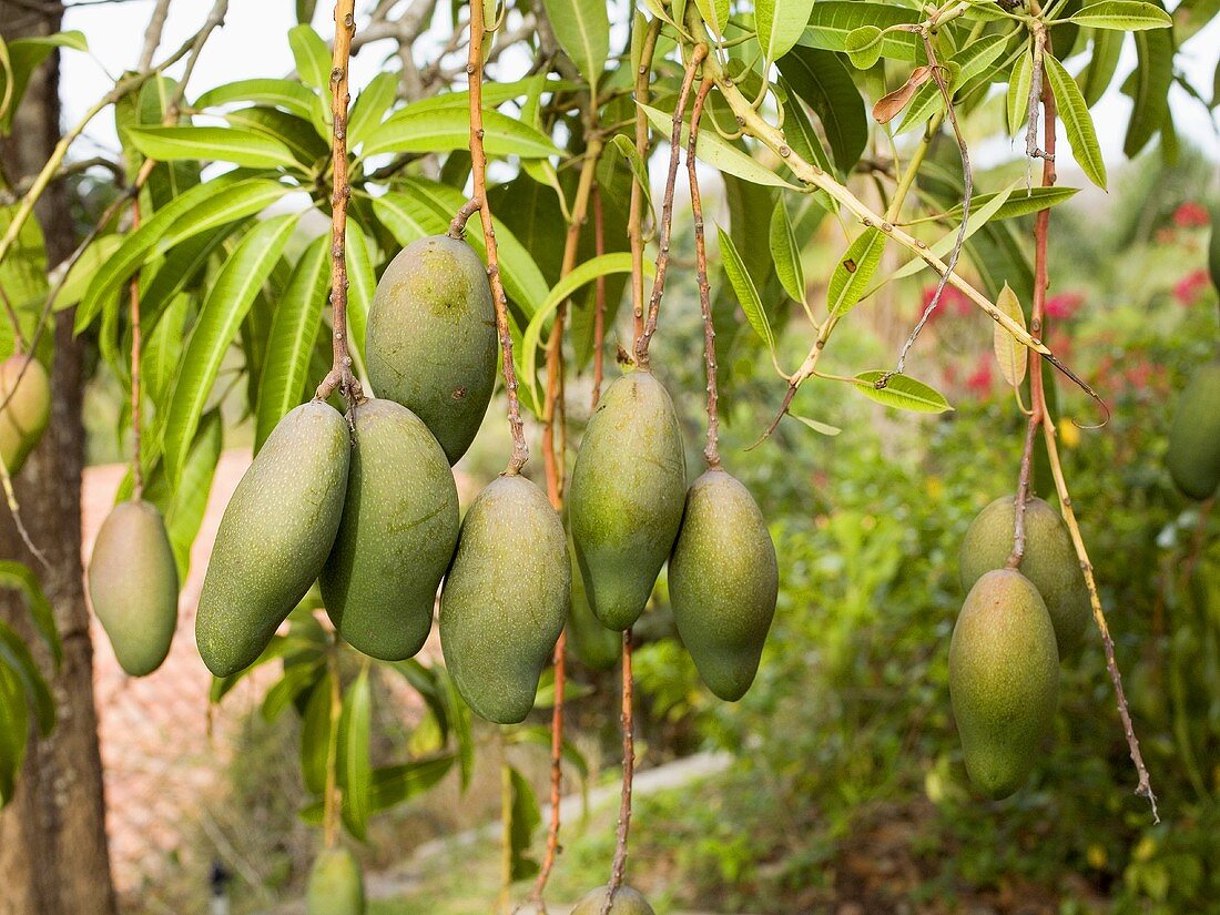 Kleine Mangos, die an einem Baum in Mexiko heranreifen