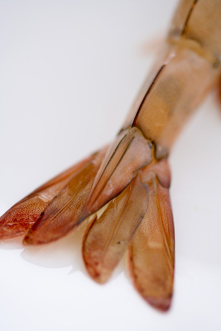 End of a Raw Shrimp Tail; White Background