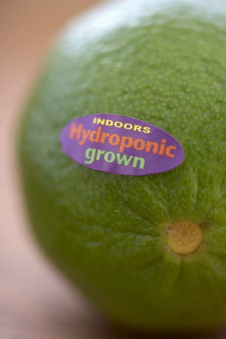 Indoors Hydroponic Grown Lime; Close Up