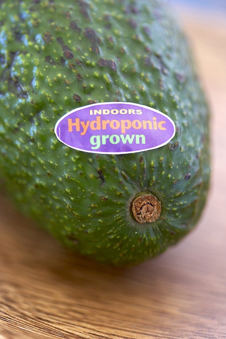 Close up einer Avocado aus Hydrokulturanbau mit Etikett