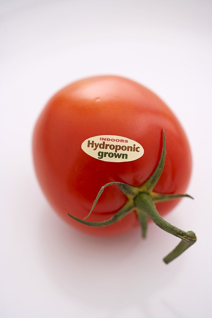 Tomate aus Hydrokulturanbau vor weißem Hintergrund