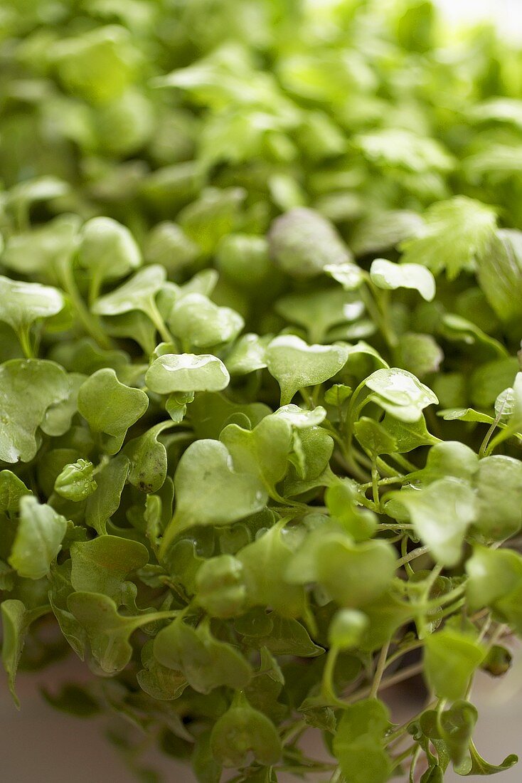 Micro Green Sprouts; Close Up