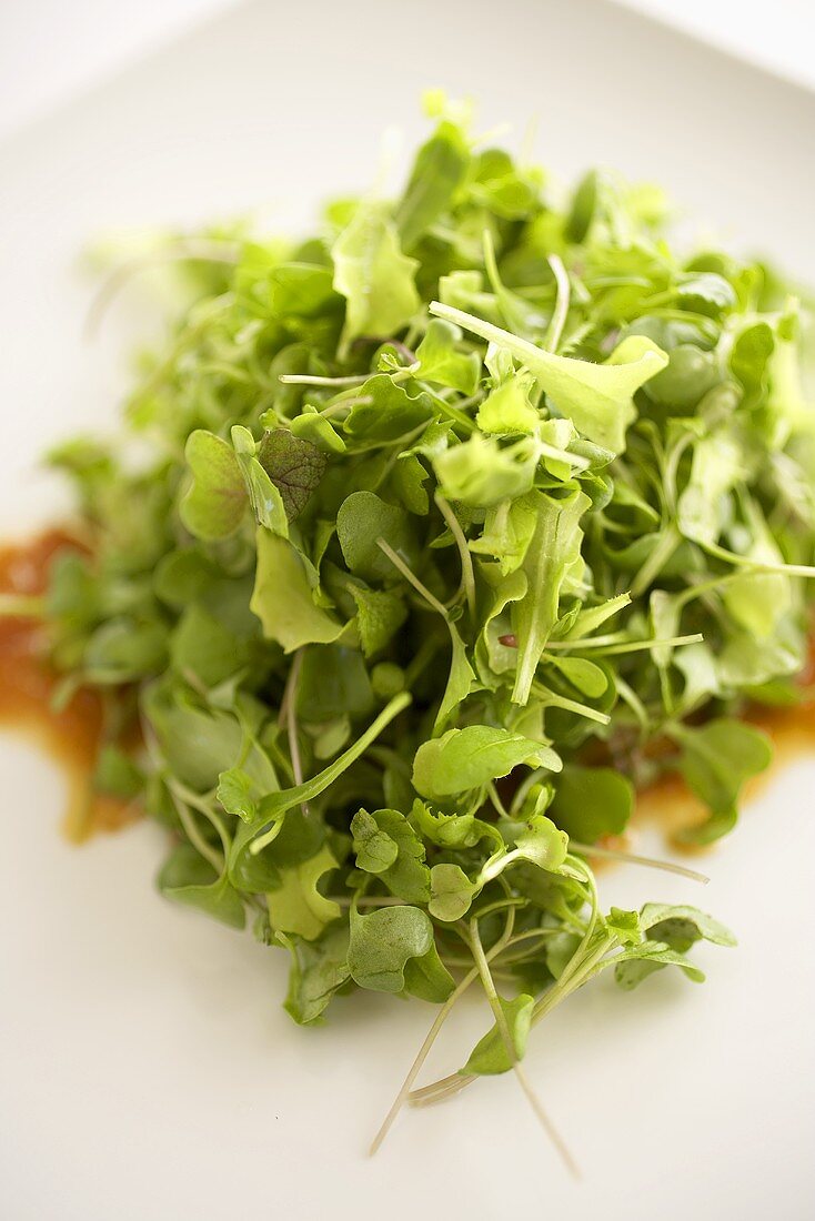 Micro Green Sprout Salad