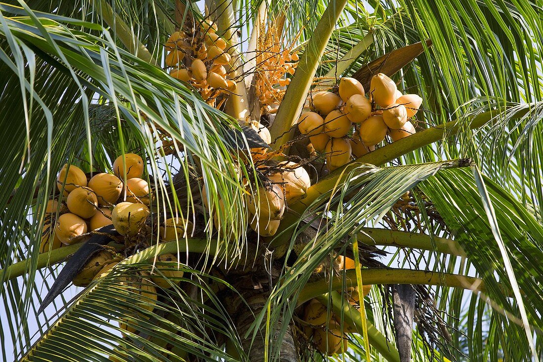 Palm Tree Full of Coconuts