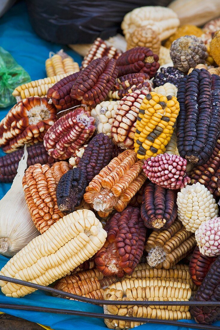 Many Ears of Peruvian Corn